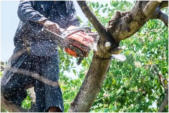 tree services Oak Level